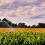 What Are the Key Considerations When Selecting a Water Transfer Pump for Agricultural Use? Beautiful green field with water sprinklers surrounded by lot of trees in the Canary Islands, Spain