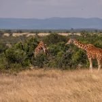 Building the Perfect Bucket List for Your Tanzania Trip: Where to Start A beautiful view of two giraffes grazing by the trees in Ol Pejeta, Kenya
