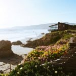 The Symbolic Meanings Behind Popular San Diego Flowers and Blooms The Symbolic Meanings Behind Popular San Diego Flowers and Blooms