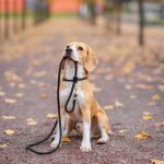 Finding Comfort and Control with Nylon Dog Leads Finding Comfort and Control with Nylon Dog Leads