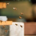 What You Should Know Before You Deal With a Honey Bee Problem at Home What You Should Know Before You Deal With a Honey Bee Problem at Home